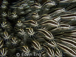 Rush Hour! Taken in Mabul with Canon G9 & Inon Z240 strobe. by Edvin Eng 